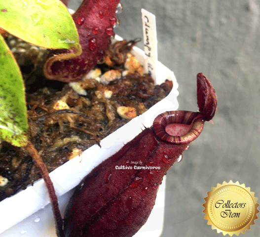 Clumpy Red Nepenthes Clumpy Red | Buy online at www.cultivocarnivores.com ...