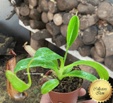 COLLECTORS ITEM 🌟 Nepenthes Cornuta (Mindanao, Philippines) * Wistuba 📏 13-16cm > Exact plant pictured