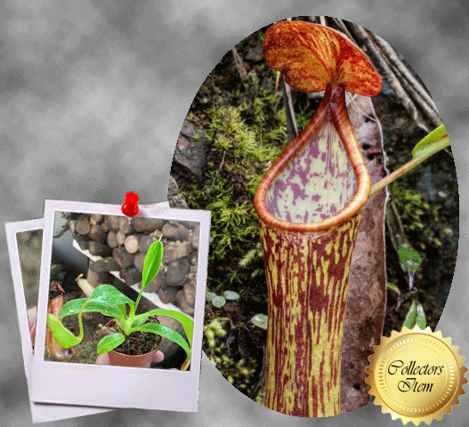 COLLECTORS ITEM 🌟 Nepenthes Cornuta (Mindanao, Philippines) * Wistuba 📏 13-16cm 🌱 Bareroot