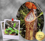 COLLECTORS ITEM 🌟 Nepenthes Cornuta (Mindanao, Philippines) * Wistuba 📏 13-16cm > Exact plant pictured