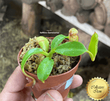 COLLECTORS ITEM 🌟 Nepenthes Cornuta (Mindanao, Philippines) * Wistuba 📏 4-6cm > Exact plant pictured