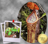 COLLECTORS ITEM 🌟 Nepenthes Cornuta (Mindanao, Philippines) * Wistuba 📏 4-6cm > Exact plant pictured