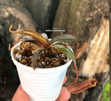 TROPICAL PITCHER PLANT: Nepenthes Dark Knight: Ramispina x Ventricosa for sale | Buy carnivorous plants and seeds online @ South Africa's leading online plant nursery, Cultivo Carnivores