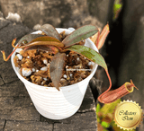 TROPICAL PITCHER PLANT: Nepenthes Ramispina x Ventricosa for sale | Buy carnivorous plants and seeds online @ South Africa's leading online plant nursery, Cultivo Carnivores