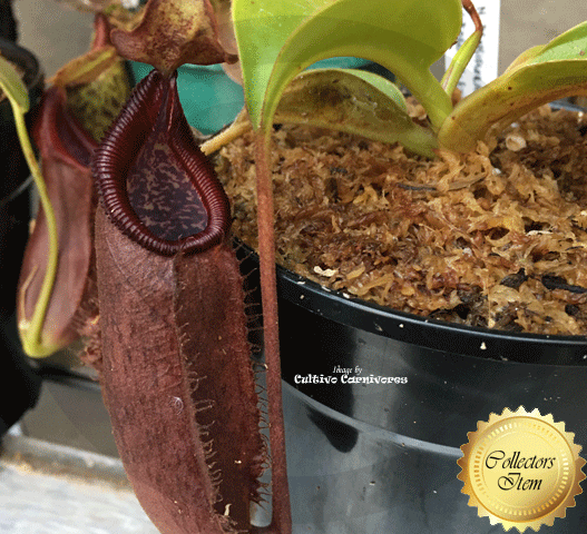TROPICAL PITCHER PLANT: Nepenthes Densiflora x Robcantleyi for sale | Buy carnivorous plants and seeds online @ South Africa's leading online plant nursery, Cultivo Carnivores