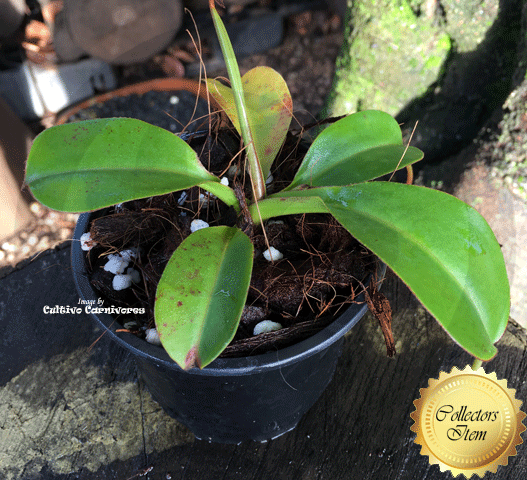 TROPICAL PITCHER PLANT: Nepenthes Densiflora x Robcantleyi for sale | Buy carnivorous plants and seeds online @ South Africa's leading online plant nursery, Cultivo Carnivores