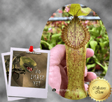 SPECIAL IMPORT 🌟 Nepenthes Diabolica x Hamata ex Wistuba 📏 10-12cm