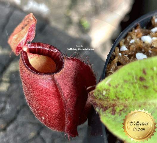 Nepenthes Big Bang • Lowland tropical pitcher • Diflora, Italy