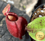 TROPICAL PITCHER PLANT: Nepenthes Big Bang (Cultivo Exclusive)