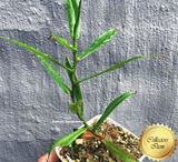 COLLECTORS ITEM 🌟 Nepenthes Dubia (Malea, Sumatra) AW #37 > Exact plant pictured