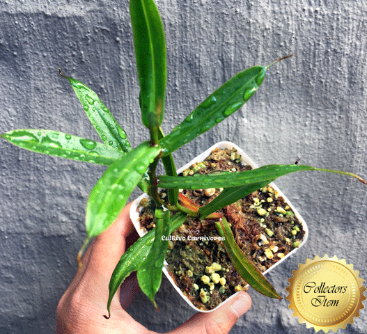 COLLECTORS ITEM 🌟 Nepenthes Dubia (Malea, Sumatra) AW #37 > Exact plant pictured