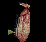 COLLECTORS ITEM 🌟 Nepenthes Dubia x Hamata AW 📏 5-7cm > Exact plant pictured