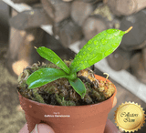 COLLECTORS ITEM 🌟 Nepenthes Dubia x Hamata AW 📏 5-7cm > Exact plant pictured
