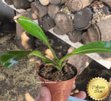 COLLECTORS ITEM 🌟 Nepenthes Epiphytica x Mollis AW 📏 16-18cm > Exact plant pictured