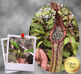 COLLECTORS ITEM 🌟 Nepenthes Epiphytica x Mollis AW 📏 16-18cm > Exact plant pictured