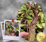 COLLECTORS ITEM 🌟 Nepenthes Epiphytica x Mollis AW 📏 16-18cm > Exact plant pictured