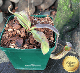 TROPICAL PITCHER PLANT: Nepenthes Fusca x Maxima for sale | Buy carnivorous plants and seeds online @ South Africa's leading online plant nursery, Cultivo Carnivores