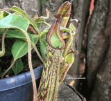 TROPICAL PITCHER PLANT: Nepenthes Fusca x Maxima for sale | Buy carnivorous plants and seeds online @ South Africa's leading online plant nursery, Cultivo Carnivores