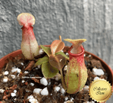 TROPICAL PITCHER PLANT: Nepenthes Gaya for sale | Buy carnivorous plants and seeds online @ South Africa's leading online plant nursery, Cultivo Carnivores