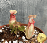 TROPICAL PITCHER PLANT: Nepenthes Gaya for sale | Buy carnivorous plants and seeds online @ South Africa's leading online plant nursery, Cultivo Carnivores