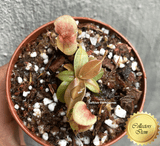 TROPICAL PITCHER PLANT: Nepenthes Gaya for sale | Buy carnivorous plants and seeds online @ South Africa's leading online plant nursery, Cultivo Carnivores
