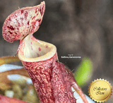 TROPICAL PITCHER PLANT: Nepenthes Glandulifera x Boschiana seed grown for sale | Buy carnivorous plants and seeds online @ South Africa's leading online plant nursery, Cultivo Carnivores