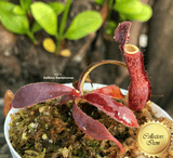 TROPICAL PITCHER PLANT: Nepenthes Glandulifera x Boschiana seed grown for sale | Buy carnivorous plants and seeds online @ South Africa's leading online plant nursery, Cultivo Carnivores