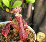 TROPICAL PITCHER PLANT: Nepenthes Glandulifera x Boschiana seed grown for sale | Buy carnivorous plants and seeds online @ South Africa's leading online plant nursery, Cultivo Carnivores