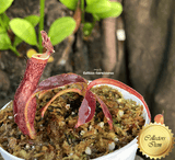 TROPICAL PITCHER PLANT: Nepenthes Glandulifera x Boschiana seed grown for sale | Buy carnivorous plants and seeds online @ South Africa's leading online plant nursery, Cultivo Carnivores