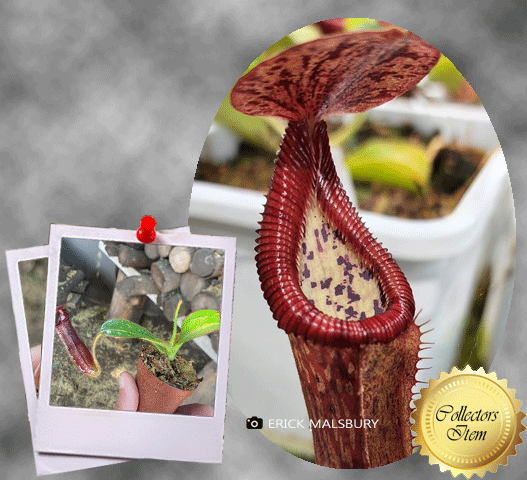 Nepenthes Glandulifera × Edwardsiana • Seed grown specimen • Wistuba