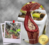 COLLECTORS ITEM 🌟 Nepenthes Glandulifera x Edwardsiana AW 📏 12-14cm > Exact plant pictured