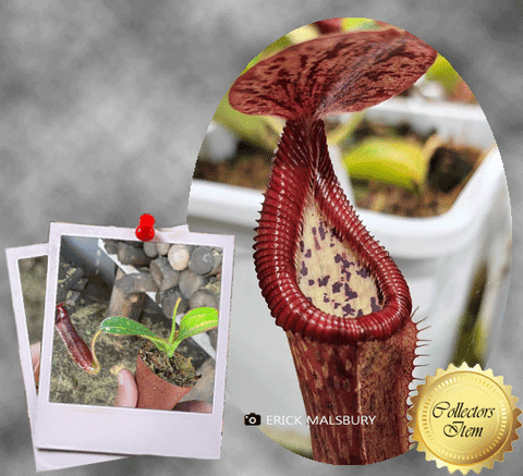 COLLECTORS ITEM 🌟 Nepenthes Glandulifera x Edwardsiana AW 📏 12-14cm > Exact plant pictured