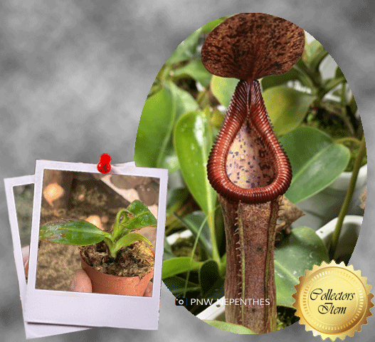 COLLECTORS ITEM 🌟 Nepenthes Glandulifera x Edwardsiana AW 📏 8-10cm > Exact plant pictured 🌱 Bareroot