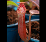 COLLECTORS ITEM 🌟 Nepenthes Glandulifera x Edwardsiana AW 📏 12-14cm > Exact plant pictured