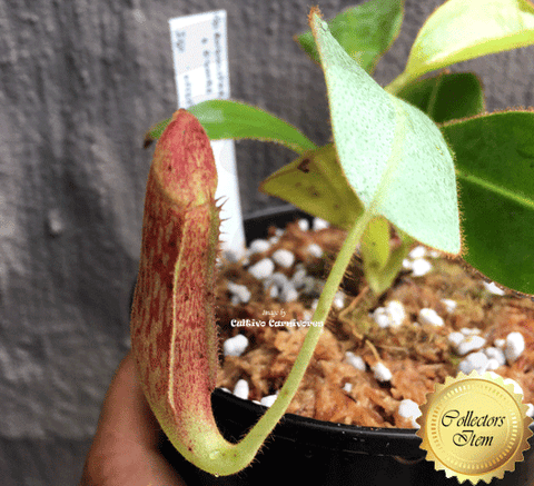 COLLECTORS ITEM 🌟 Nepenthes Glandulifera x Eymae (Kato.) AW 📏 13-15cm > Exact plant pictured