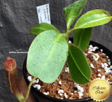 COLLECTORS ITEM 🌟 Nepenthes Glandulifera x Eymae (Kato.) AW 📏 13-15cm > Exact plant pictured