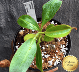 COLLECTORS ITEM 🌟 Nepenthes Glandulifera x Eymae (Kato.) AW 📏 13-15cm > Exact plant pictured