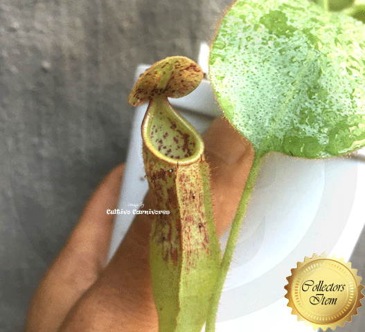 Nepenthes glandulifera x eymae (Katopasa) • Wistuba • Seed grown original