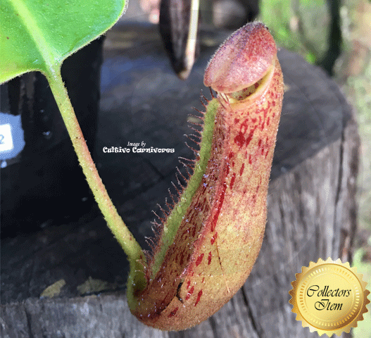 Nepenthes Glandulifera x Robcantleyi - Borneo Exotics for sale | Buy carnivorous plants and seeds online @ South Africa's leading online plant nursery, Cultivo Carnivores