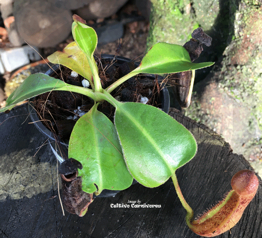 Nepenthes Glandulifera x Robcantleyi - Borneo Exotics for sale | Buy carnivorous plants and seeds online @ South Africa's leading online plant nursery, Cultivo Carnivores