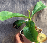 COLLECTORS ITEM 🌟 Nepenthes Glandulifera x (Boschiana x Veitchii) AW #43 > Exact plant pictured