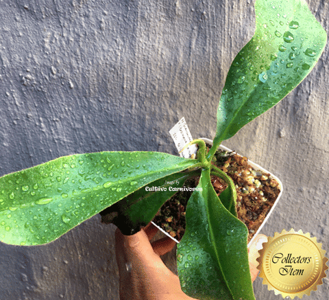 COLLECTORS ITEM 🌟 Nepenthes Glandulifera x (Boschiana x Veitchii) AW #43 > Exact plant pictured