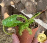 COLLECTORS ITEM 🌟  Nepenthes Glandulifera x (Veitchii x Lowii) AW 📏 8-10cm > Exact plant pictured