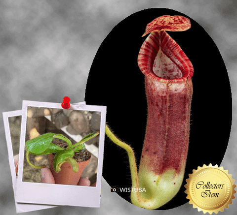 COLLECTORS ITEM 🌟  Nepenthes Glandulifera x (Veitchii x Lowii) AW 📏 8-10cm > Exact plant pictured