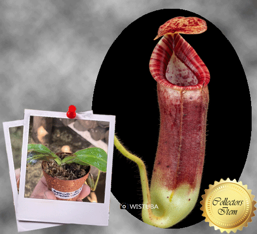Nepenthes glandulifera × (veitchii × lowii) • Seed grown tropical pitcher • Wistuba
