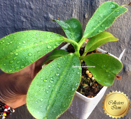 TROPICAL PITCHER PLANT 🌟 Nepenthes Glandulifera x (Veitchii x Lowii) * Seedgrown ~ Wistuba 💎 Collectors Item > Exact plant pictured