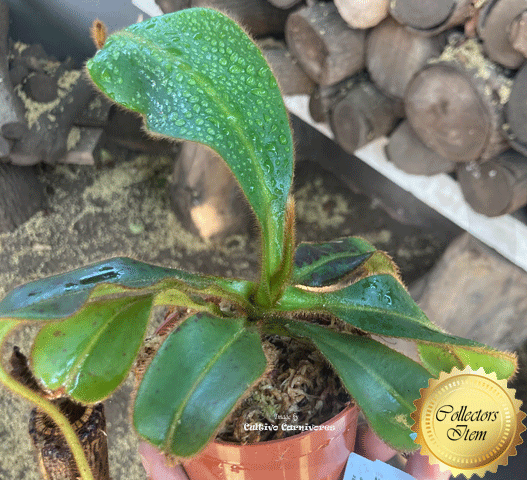 Nepenthes glandulifera × mollis • Seed grown Tropical pitcher • Wistuba