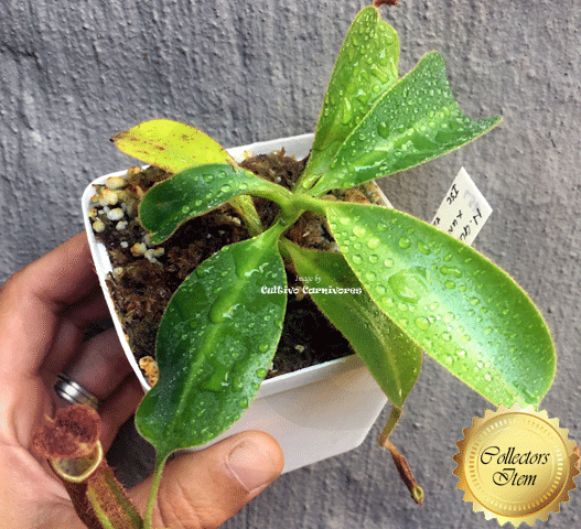 Nepenthes Glandulifera x Undulatifolia #57 ex Wistuba * Carnivorous tropical pitcher plants for sale