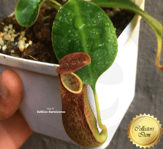 Nepenthes Glandulifera x Undulatifolia #57 ex Wistuba * Carnivorous tropical pitcher plants for sale