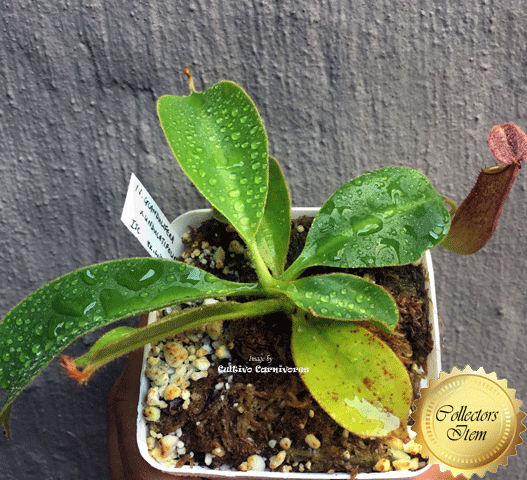 Nepenthes Glandulifera x Undulatifolia #57 ex Wistuba * Carnivorous tropical pitcher plants for sale